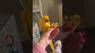 Funny parrot #usa #funny #funnyanimal #foryou #pets #parrot