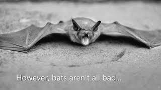 Bat Facts! #bats #animals #environment