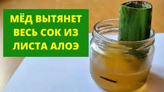 Лечебная настойка алоэ и мёда. Простой способ получения.