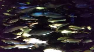 A school of Herring at the New England Aquarium.
