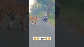 Deadly Tiger Encounter: Biker's Heart-Stopping Moment Tadoba National Park