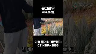 사계절 내내 푸른 문그로우 특가판매!!