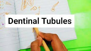 Dentinal Tubules