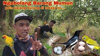 Ngebolang Bareng Mumun Langsung Poin sarang  burung di Lokasi Lama