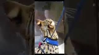 F1 Savannah Sage opens door at vet visit