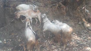 Goat Mating Season With Goat Funny Sound