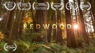 REDWOOD National Park 4K (Visually Stunning 3min Tour)