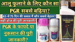 आलू में कौन सा PGR बंपर पैदावार के लिए बढ़िया 65 से 70 दिन पर?CHAMATKAR,CULTAR,EGNITUS पूरी जानकारी!