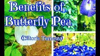 (Blue Ternate) Health Benefits of Butterfly Pea (Clitoria Ternatea)