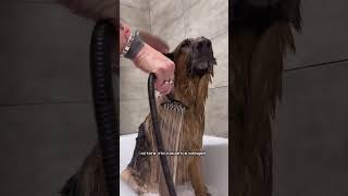 Защита от блох и клещей 
