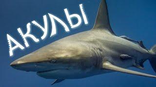 Акулы: пугают или завораживают | Познавательное видео
