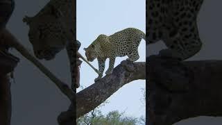 Smart Leopard Stashes Her Dinner in a Tree #leopard #bigcats #cats