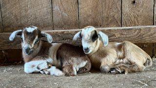 Goat kids meet Thistle’s newest babies!