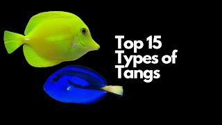 Top 15 Types of Tangs 