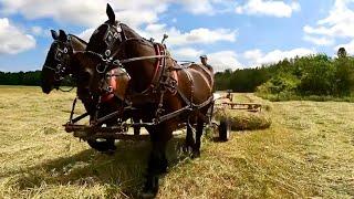 RAKING HAY WITH DRAFT HORSES // HOW and WHY we Farm the way we do!