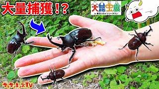 【昆虫】カブトムシやクワガタがボロボロ獲れる場所！？ヘラクレスオオカブトの幼虫やレアな虫を大量捕獲！虫とり・おでかけ・生き物・子供向け知育教育サンサンキッズTV