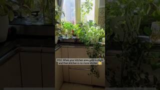 #shorts #indoorgardening #gardening #garden #indoorplants #houseplant