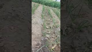 Germination of Garlic,Lahsun ka Khet,How can garlic grow,