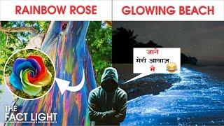 इंद्रधनुषी गुलाब कैसे बनता है?| How To Make a Rainbow Rose?-TIF EP 2