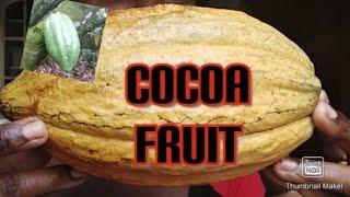 How To Make JAMAICAN Cocoa Balls|| Jamaican Cocoa/Chocolate