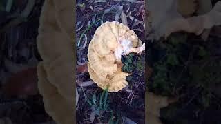 Chicken of the Woods (Laetiporus sulphureus) on the ground #wildmushrooms #mycology #mushrooms