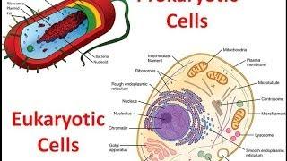 Prokaryotes vs. Eukaryotes