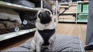 New Bed Shopping with Pablo