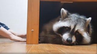 Pet raccoon loves to play games with his owner