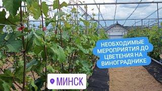 1 июня 2024. Начало цветения на винограднике. Беларусь, Острошицкий городок.