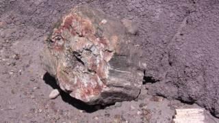 Petrified Forest Tour