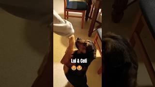 Lui bettelt  & Celi singt| dog begs for treats#shorts #dog#hund #sing#buddies