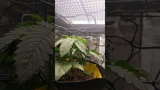 ScrOG Setup! (Day #29)