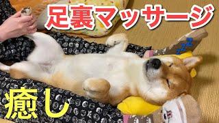 【柴犬】癒しの足裏マッサージ