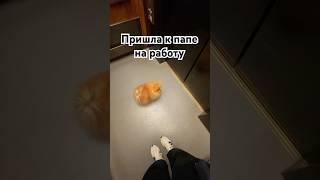 Пришла к папе на работу  #leyavik #pomeranian #померанскийшпиц #собака #шпицуля