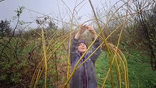 A new willow den is growing in Sam's wood
