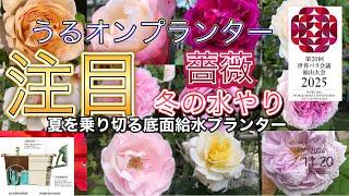 うるオンプランター薔薇栽培　冬の管理　水やりと施肥