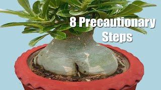 Adenium Bonsai Repotting to Get Giant Caudex and Thick Canopy(with update)