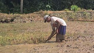 Potret Kehidupan: Petani Tua Yang Tetap Semangat Mencangkul Sawah