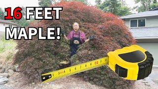 MASSIVE 16 feet wide maple tree styled as a bonsai! Watch what happens!