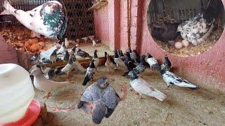 Successful Breeding Progress Bary Cage Ki | Hashim Mahmood Pigeons