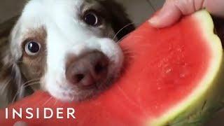 Dogs Eating Watermelon Is The Latest Internet Trend