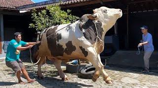 ANGGRY MONSTER COW !! SIMENTAL 1 TON UP