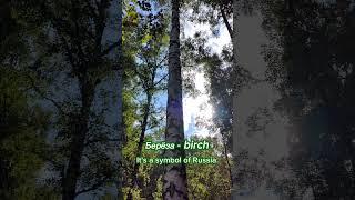 Прогулка в лесу  A walk in the forest #русскийдляиностранцев #природа #урокирусского #english