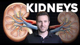 How do the Kidneys work? Renal Physiology and Filtration Explained for Beginners | Corporis