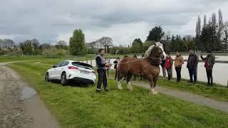 Dépannage d'une voiture embourbée avec une cheval de trait.