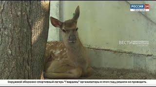 В Чебоксарах вновь родился детеныш марала