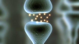 Human Physiology - Ligand Gated Channel