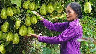 Harvesting fruits in the garden to cook for the family, peaceful countryside in Vietnam