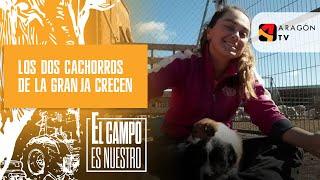 Los dos cachorros de la granja crecen