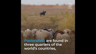 Supporting nomadic herding and pastoral communities in a changing world.